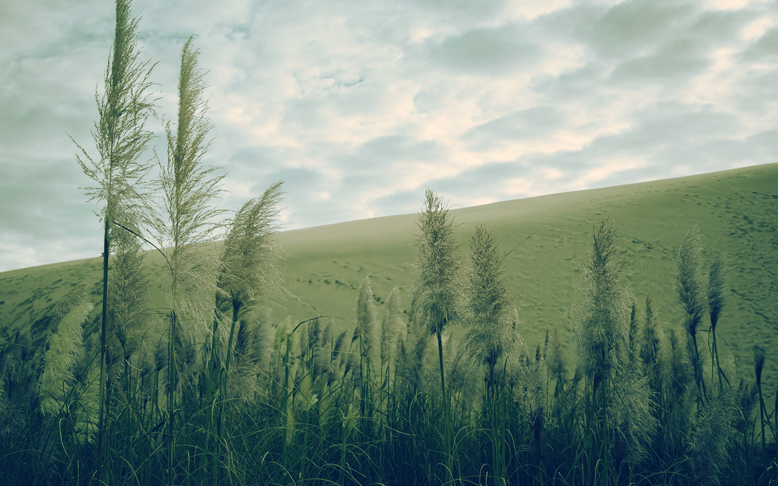 Looking up through grass to sand.